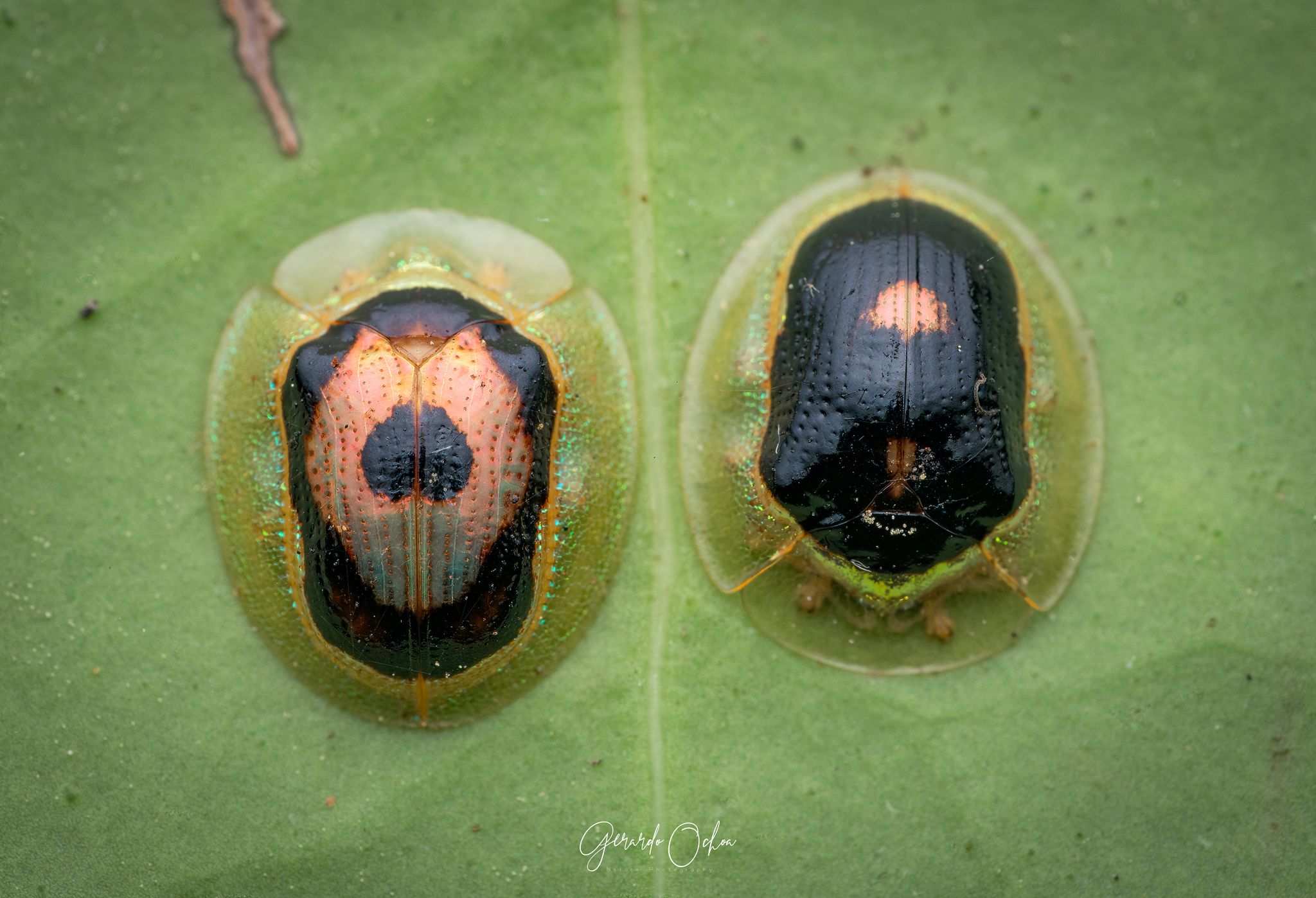 Tapinaspis