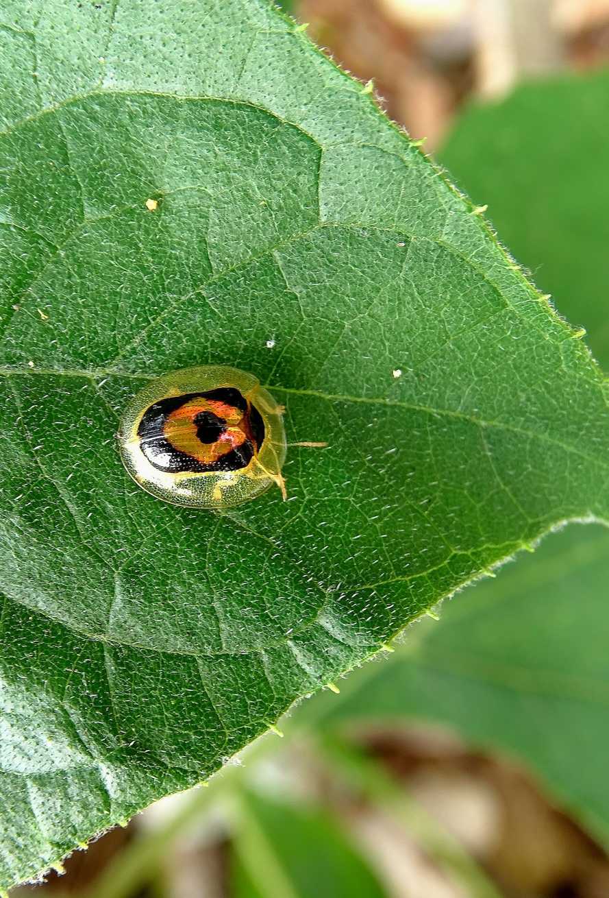 Tapinaspis