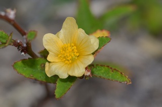 Sida spinosa