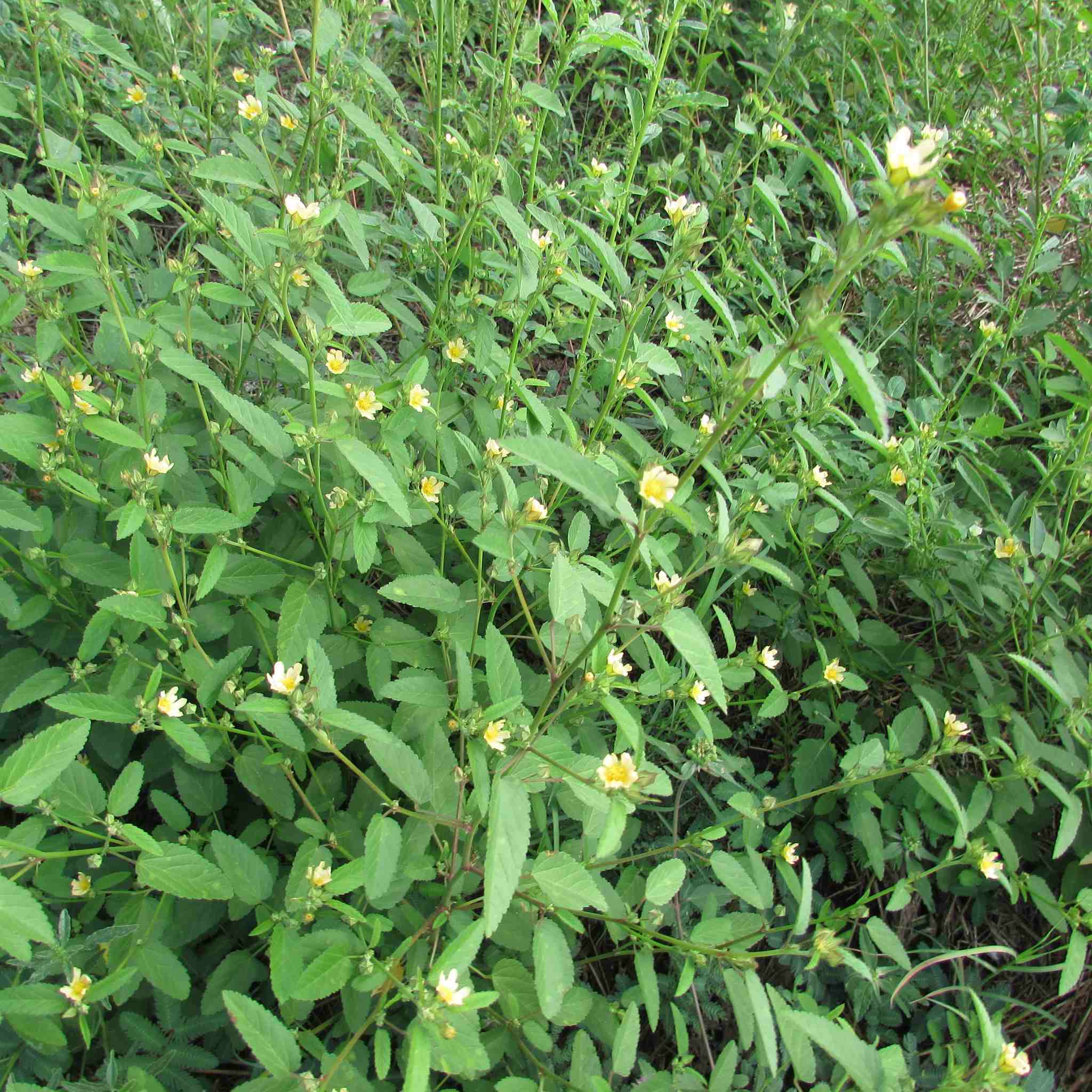 Sida spinosa