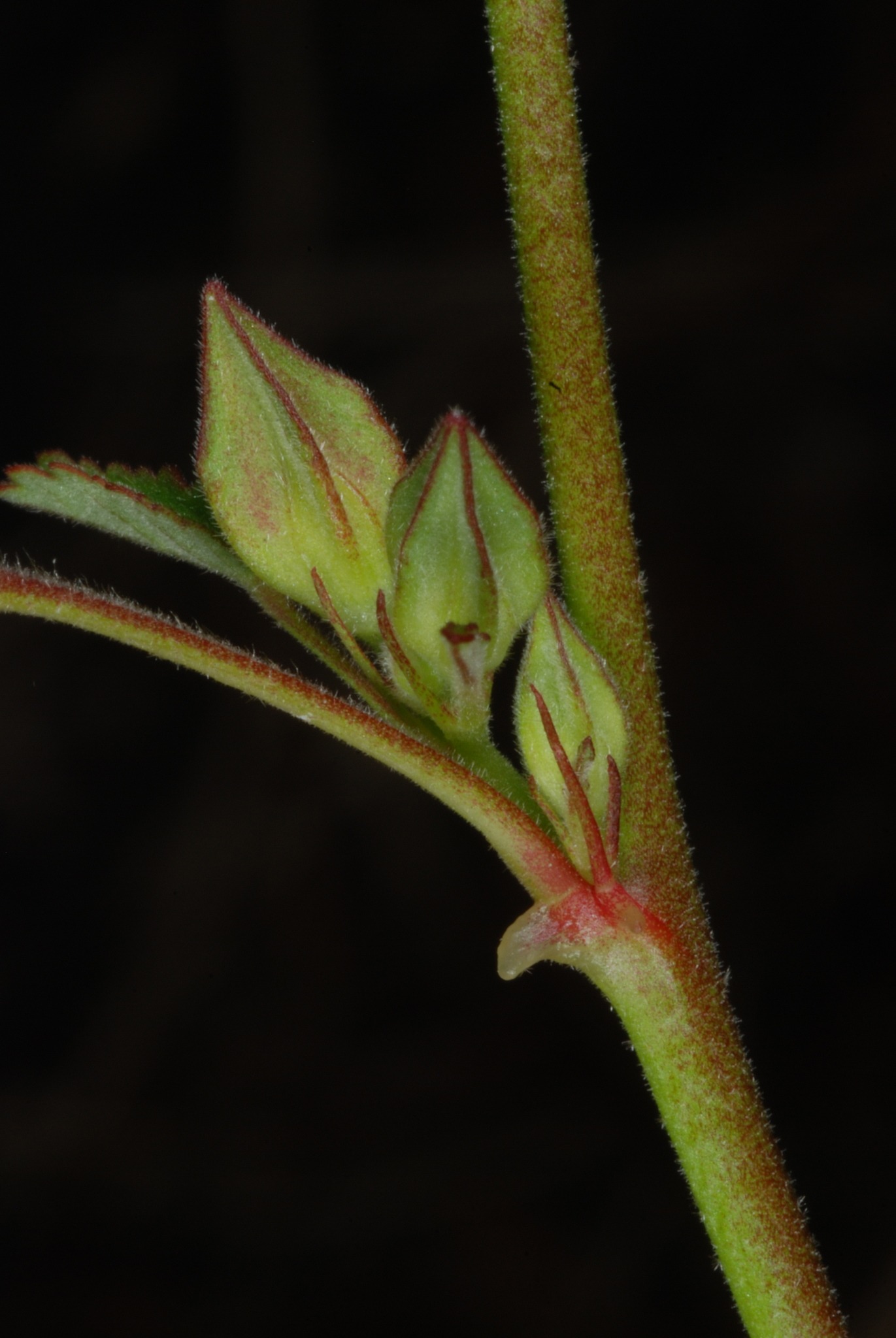Sida spinosa