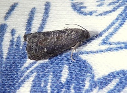 Grapholita molesta