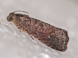 Grapholita molesta