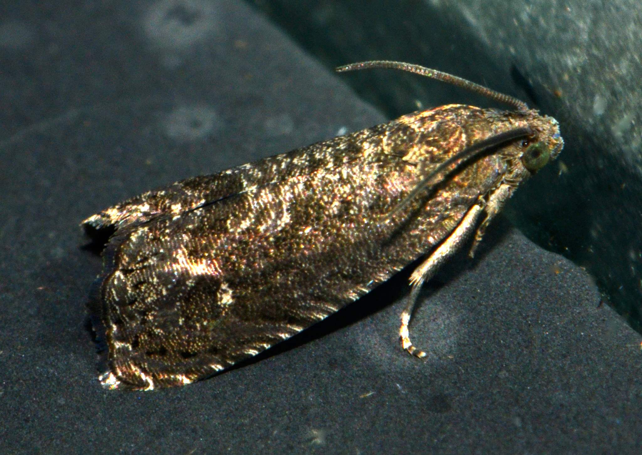 Grapholita molesta