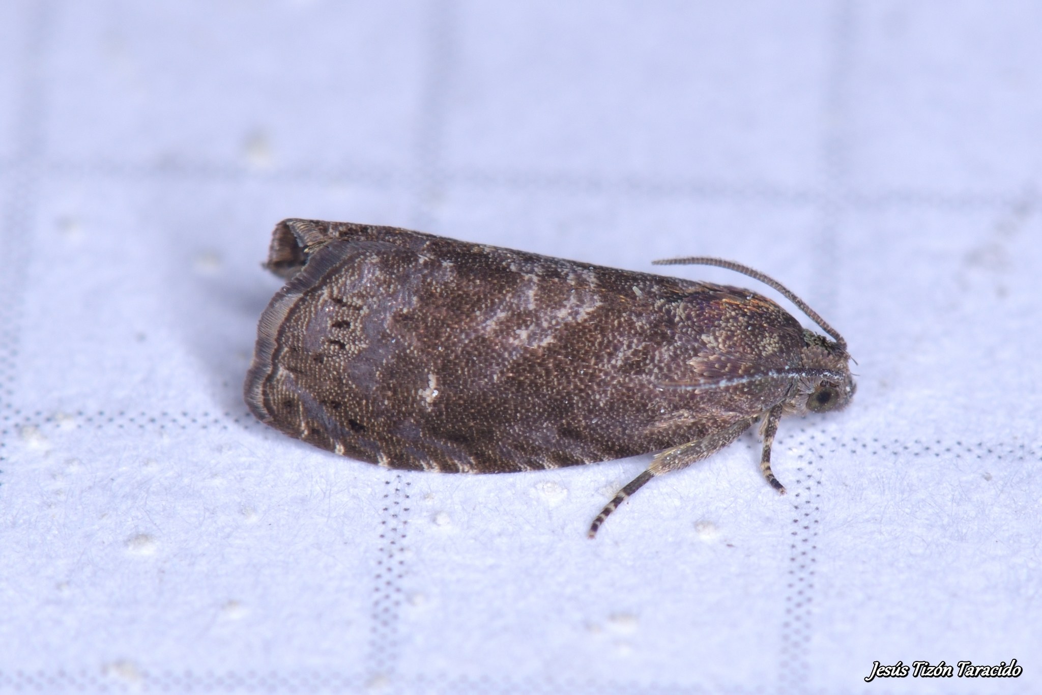 Grapholita molesta