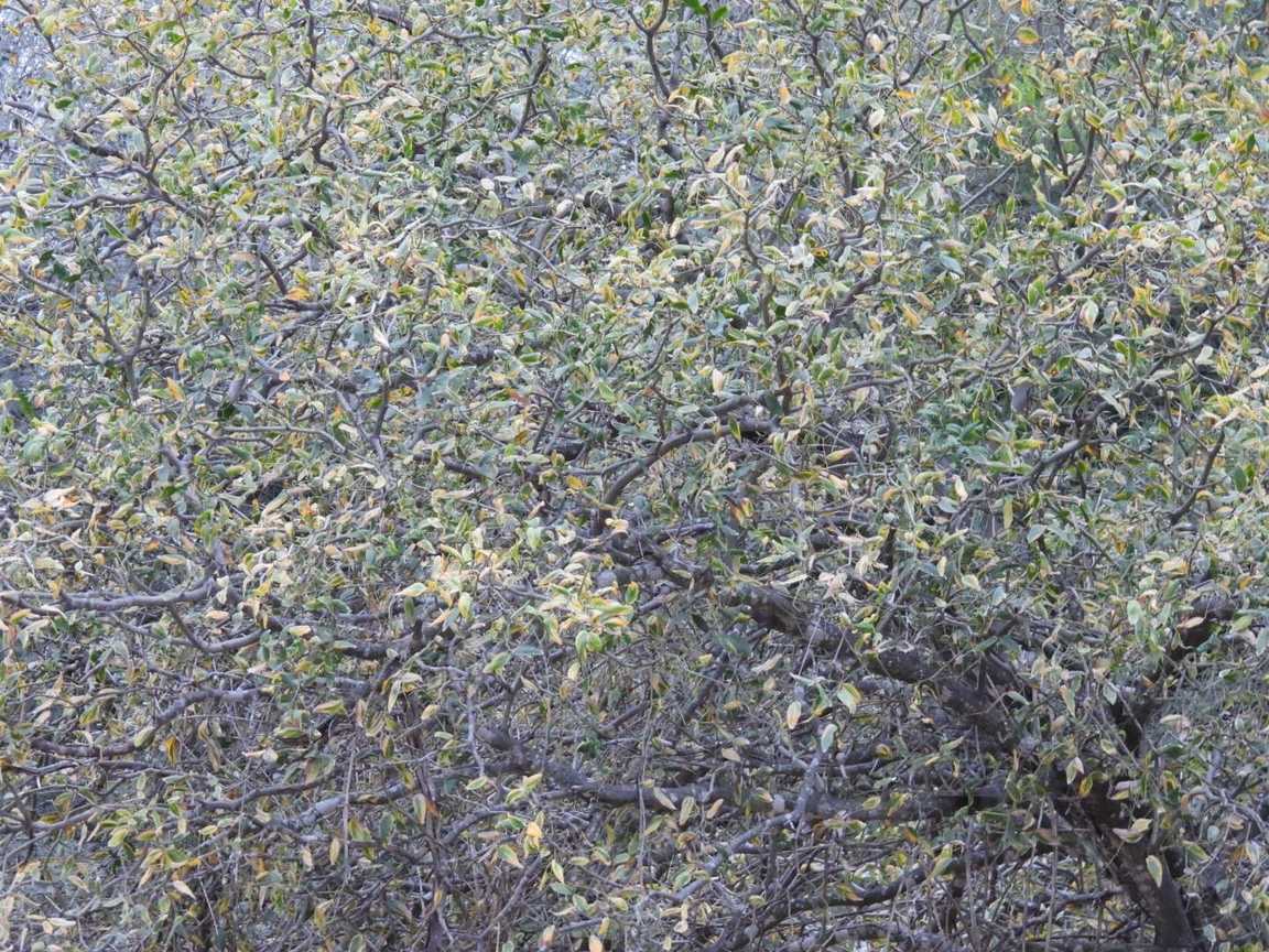 Neltuma ruscifolia