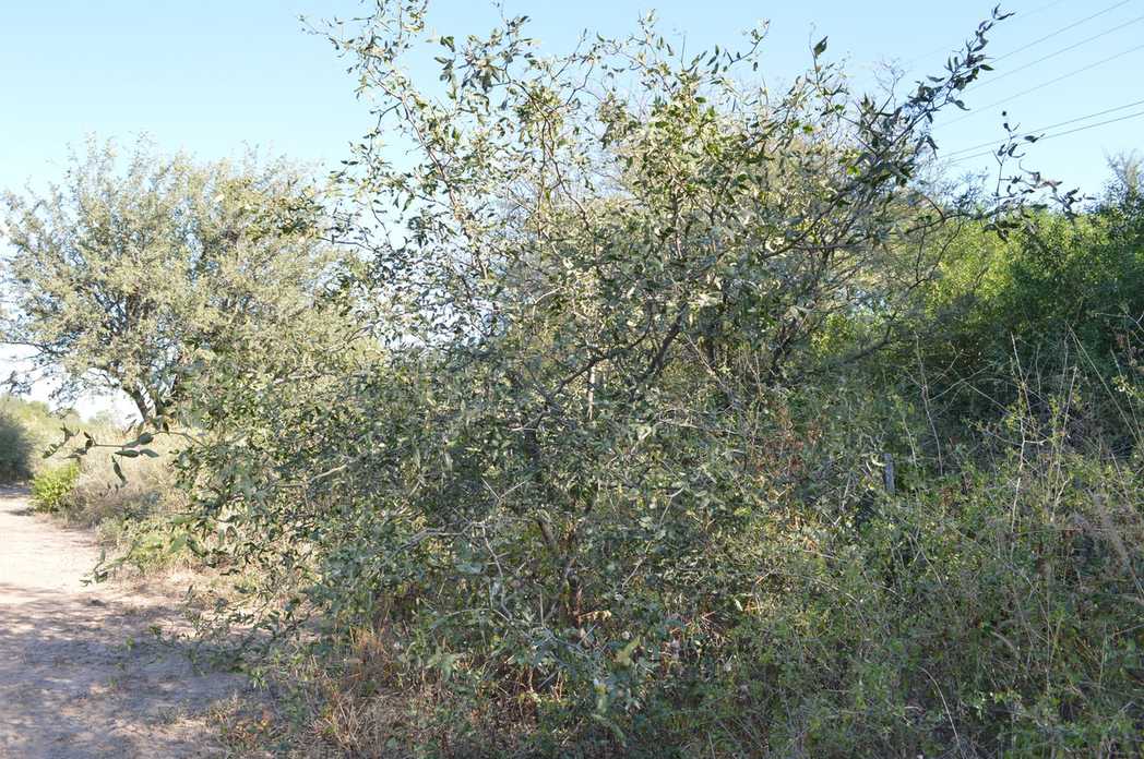 Neltuma ruscifolia