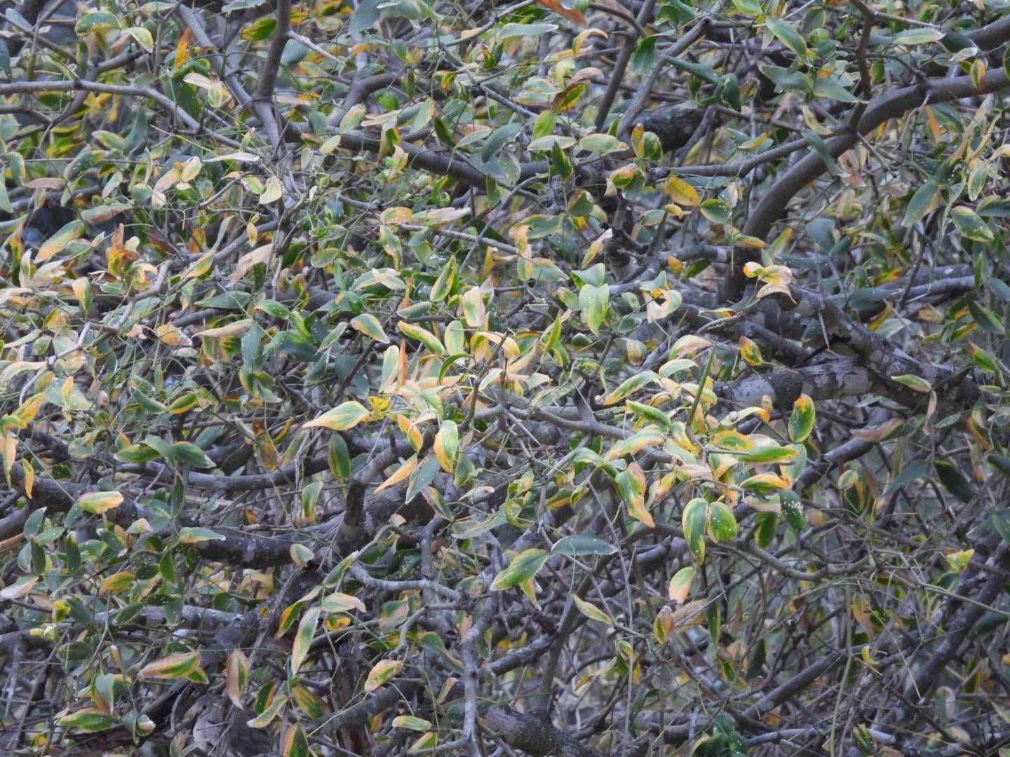 Neltuma ruscifolia