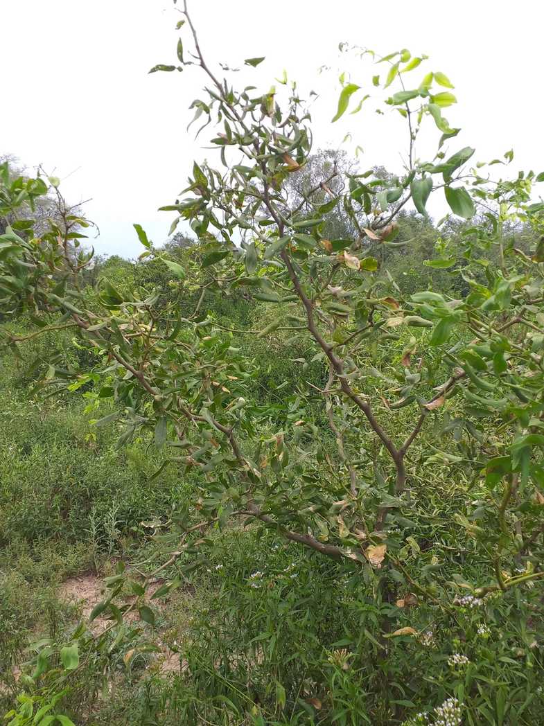 Neltuma ruscifolia