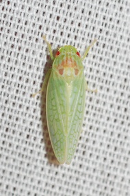 Gyponana