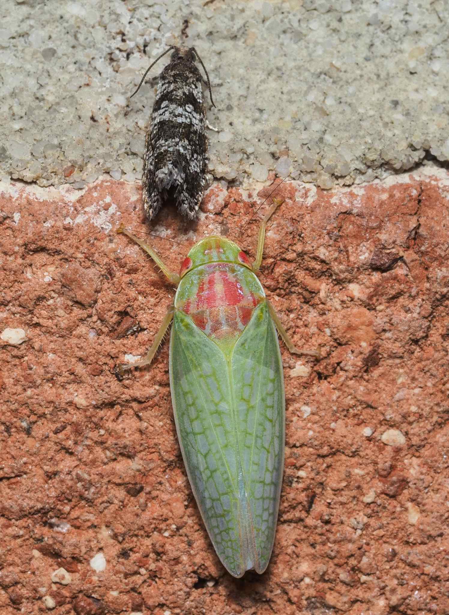 Gyponana