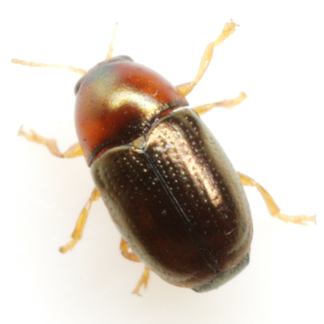 Diachus