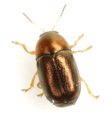 Diachus