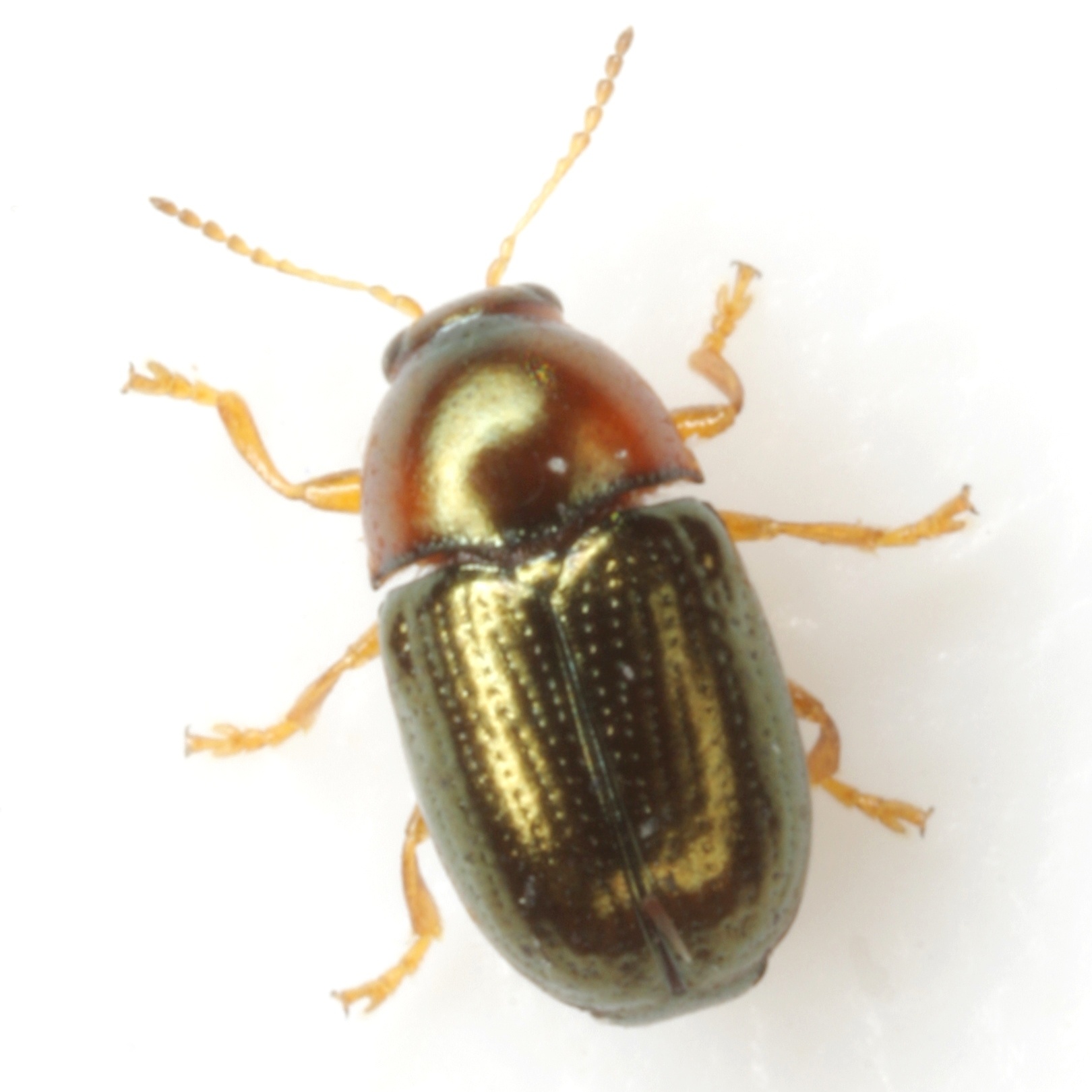 Diachus