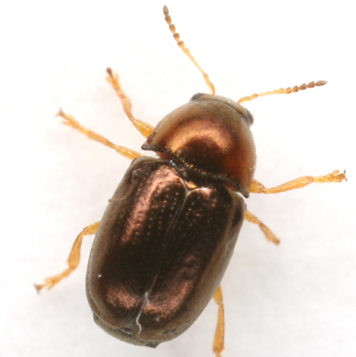 Diachus