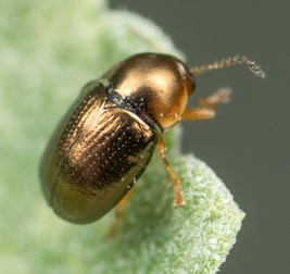 Diachus