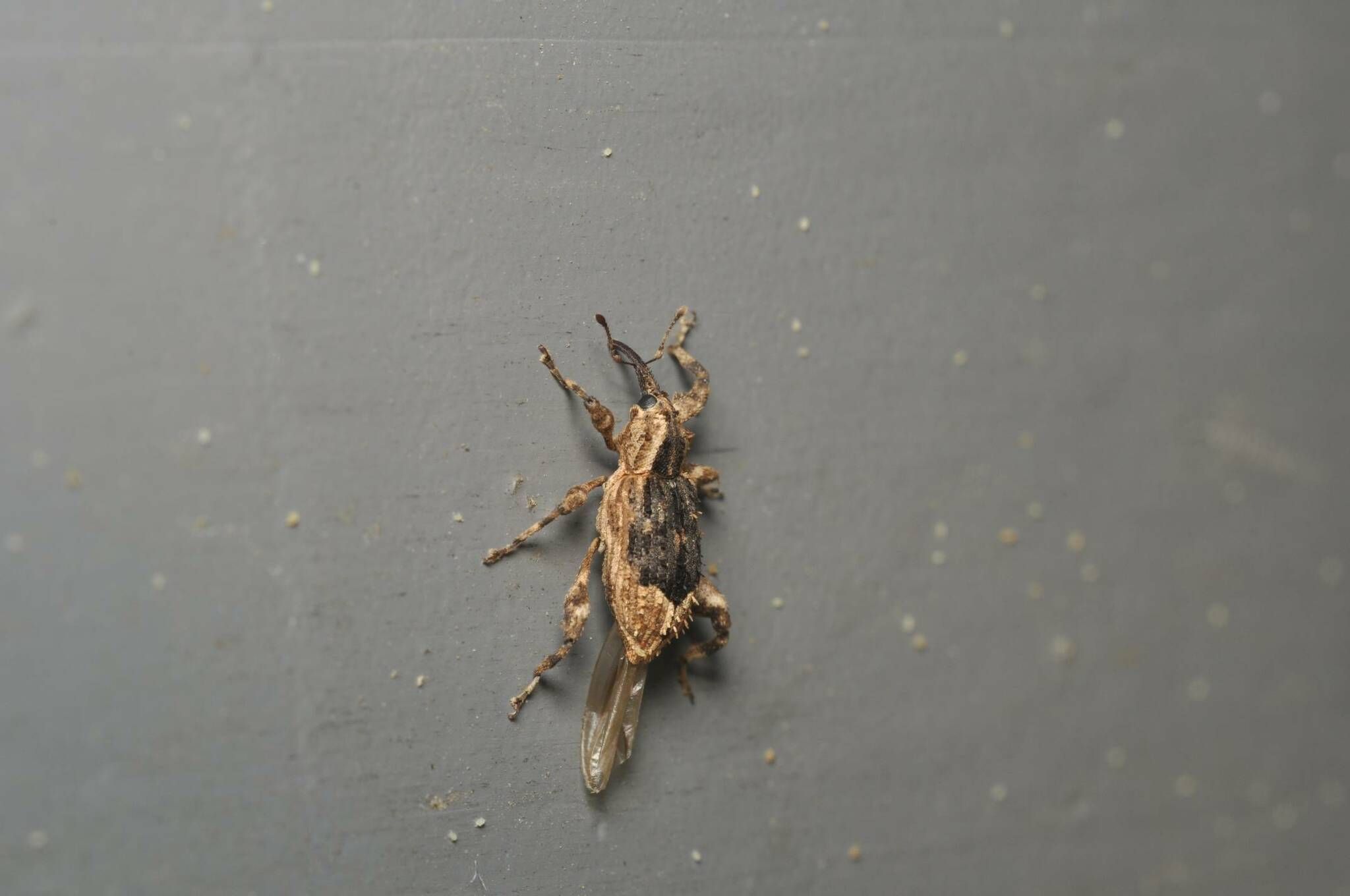 Acicnemis
