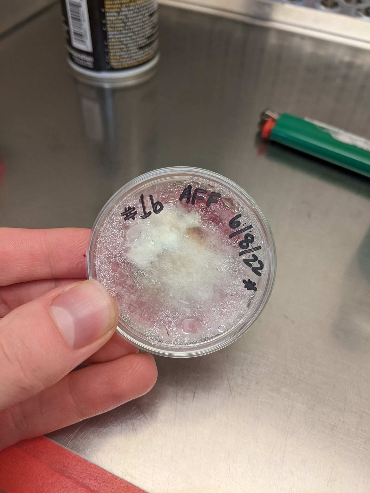 Fusarium tricinctum