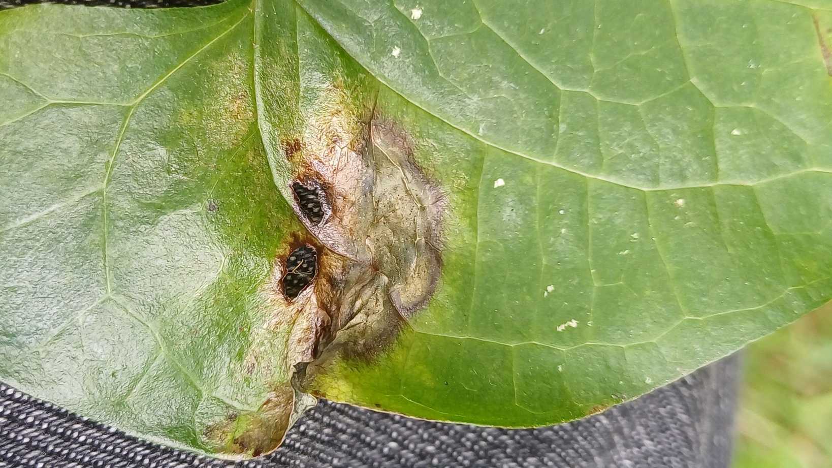 Fusarium tricinctum