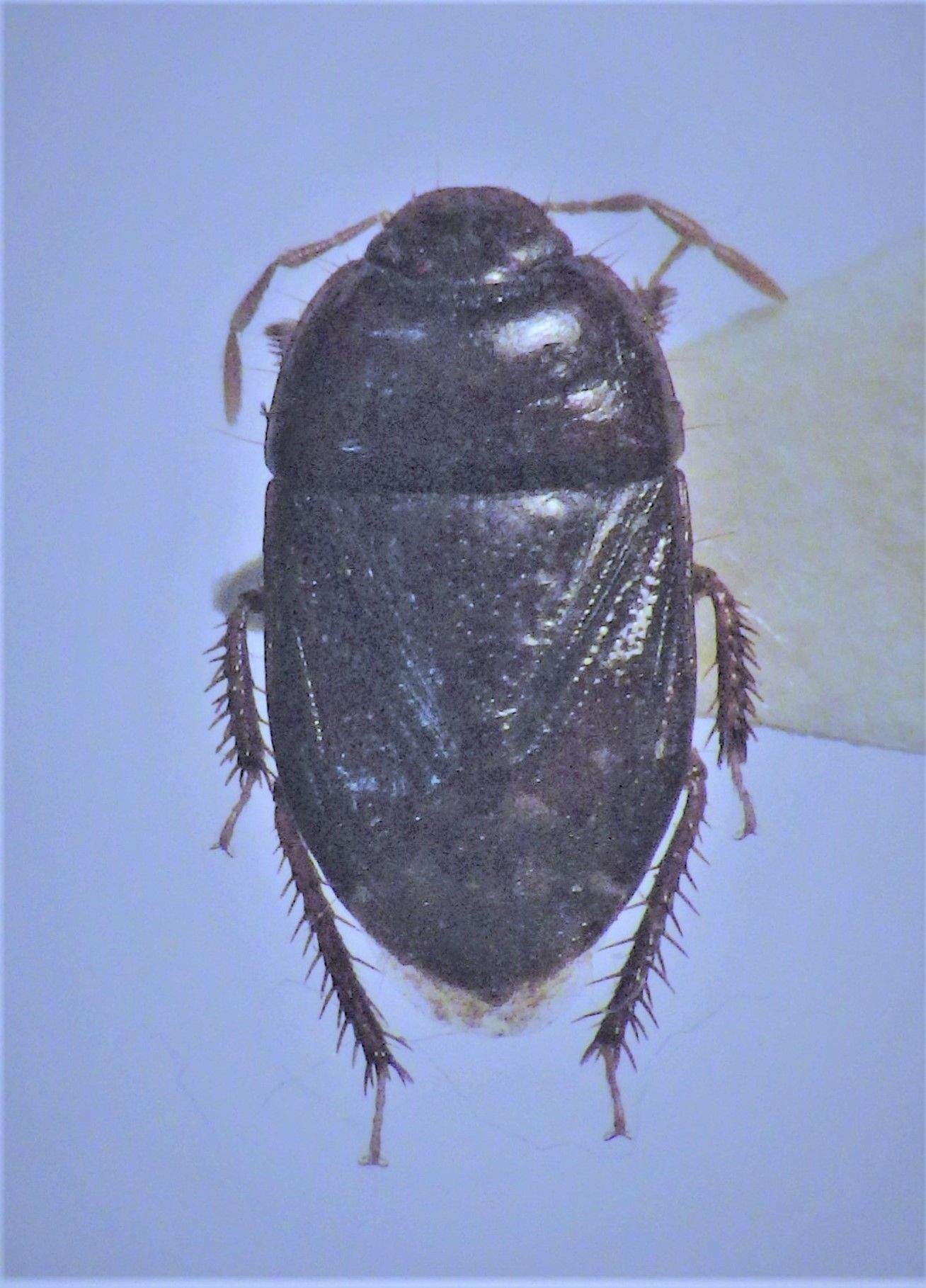 Melanaethus