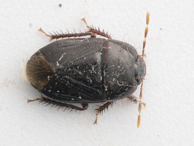 Melanaethus