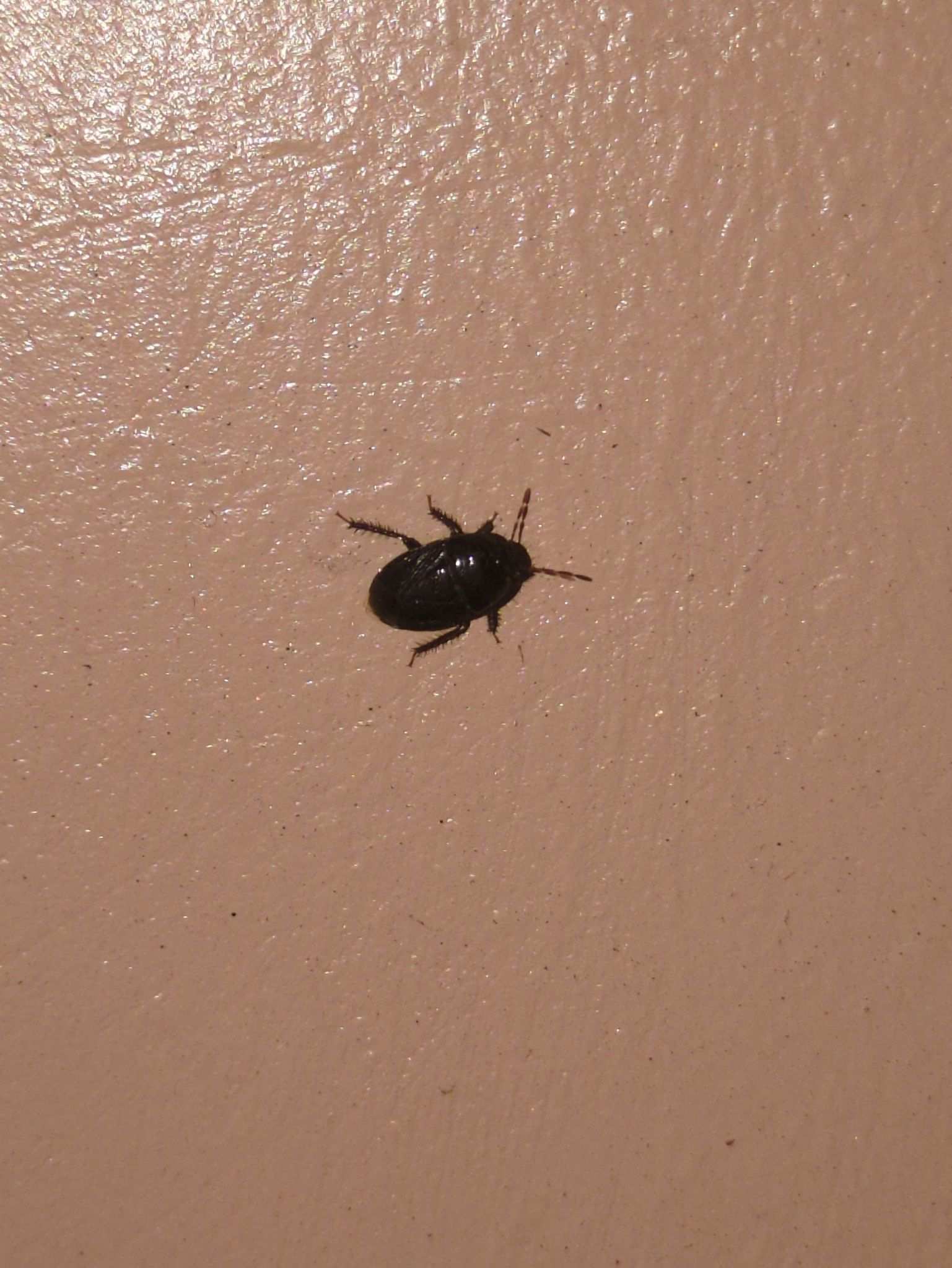Melanaethus
