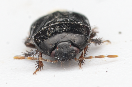 Melanaethus