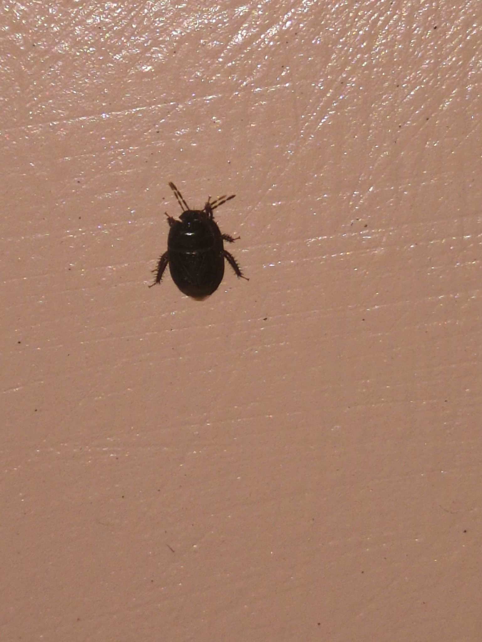 Melanaethus