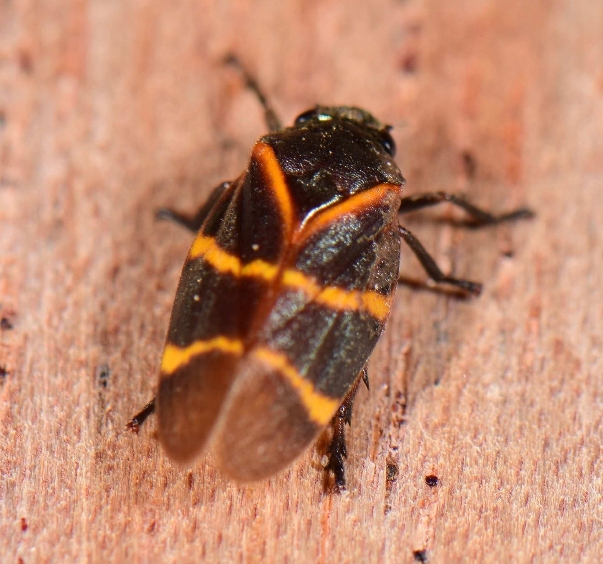 Aeneolamia contigua