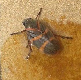 Aeneolamia contigua
