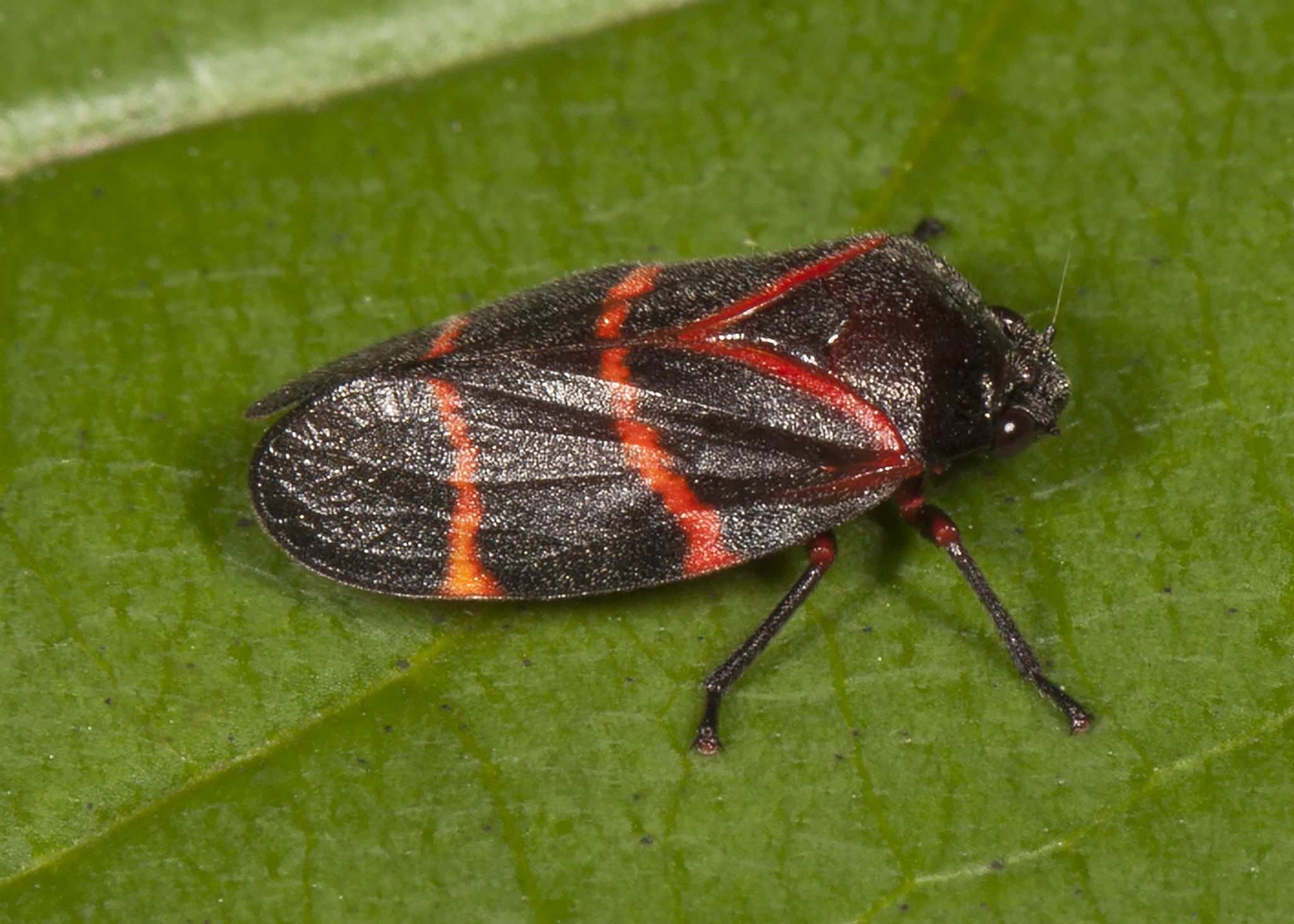 Aeneolamia contigua