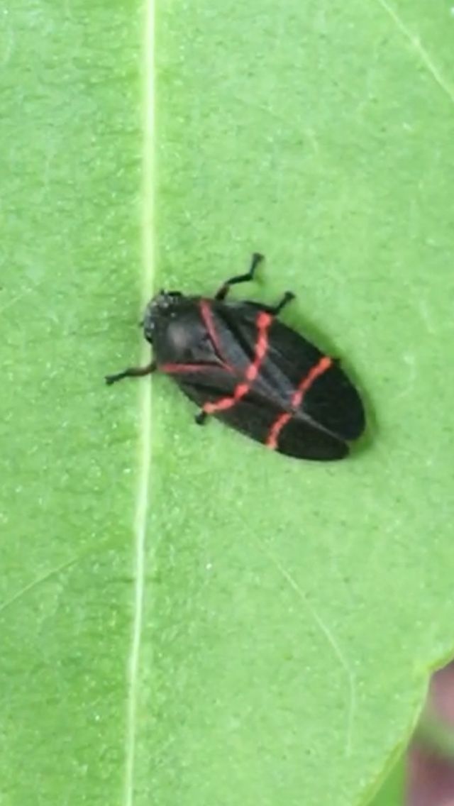 Aeneolamia contigua