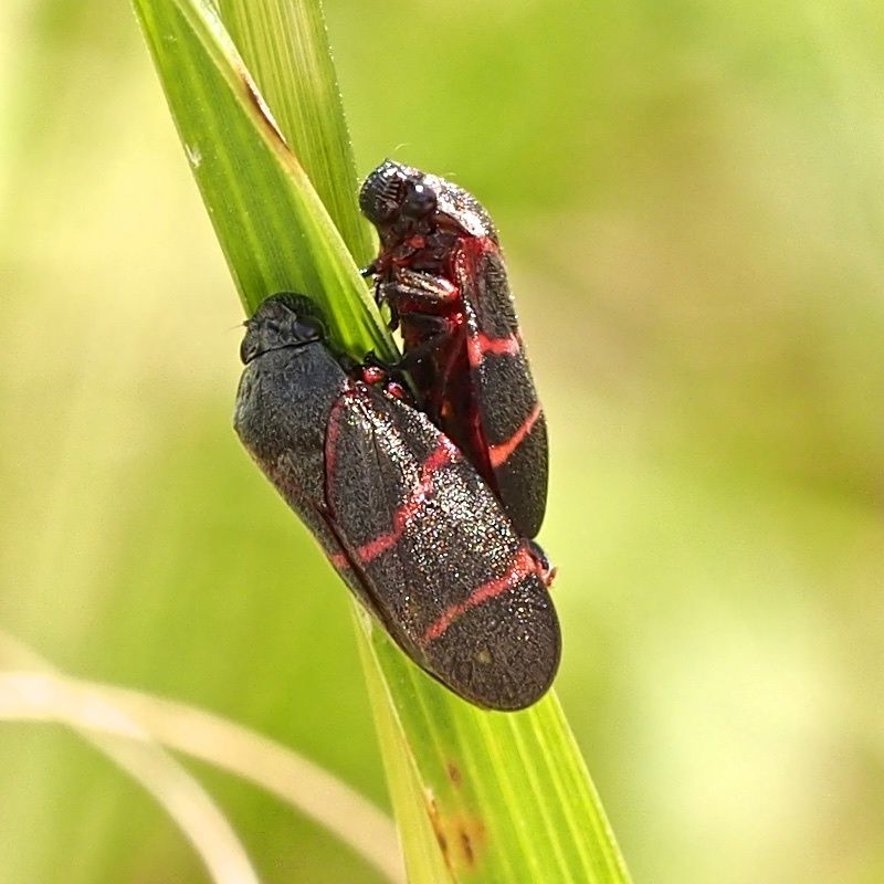 Aeneolamia contigua