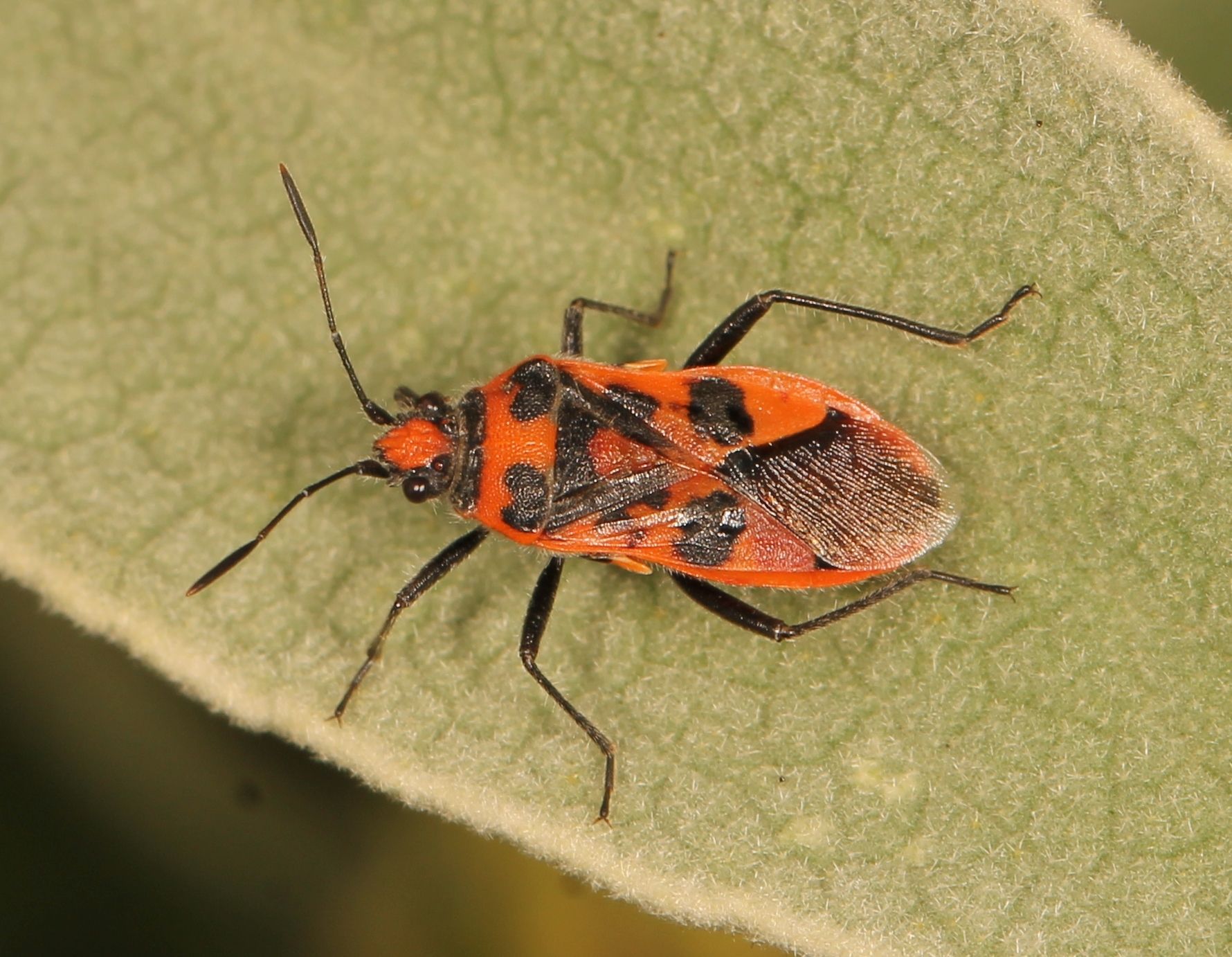 Corizus hyoscyami
