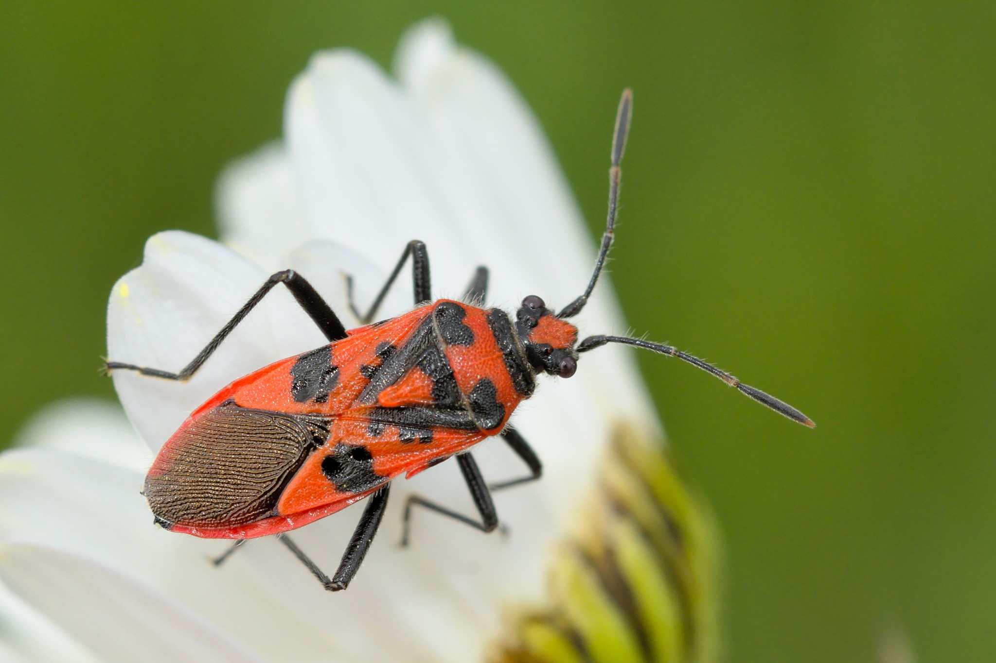 Corizus hyoscyami