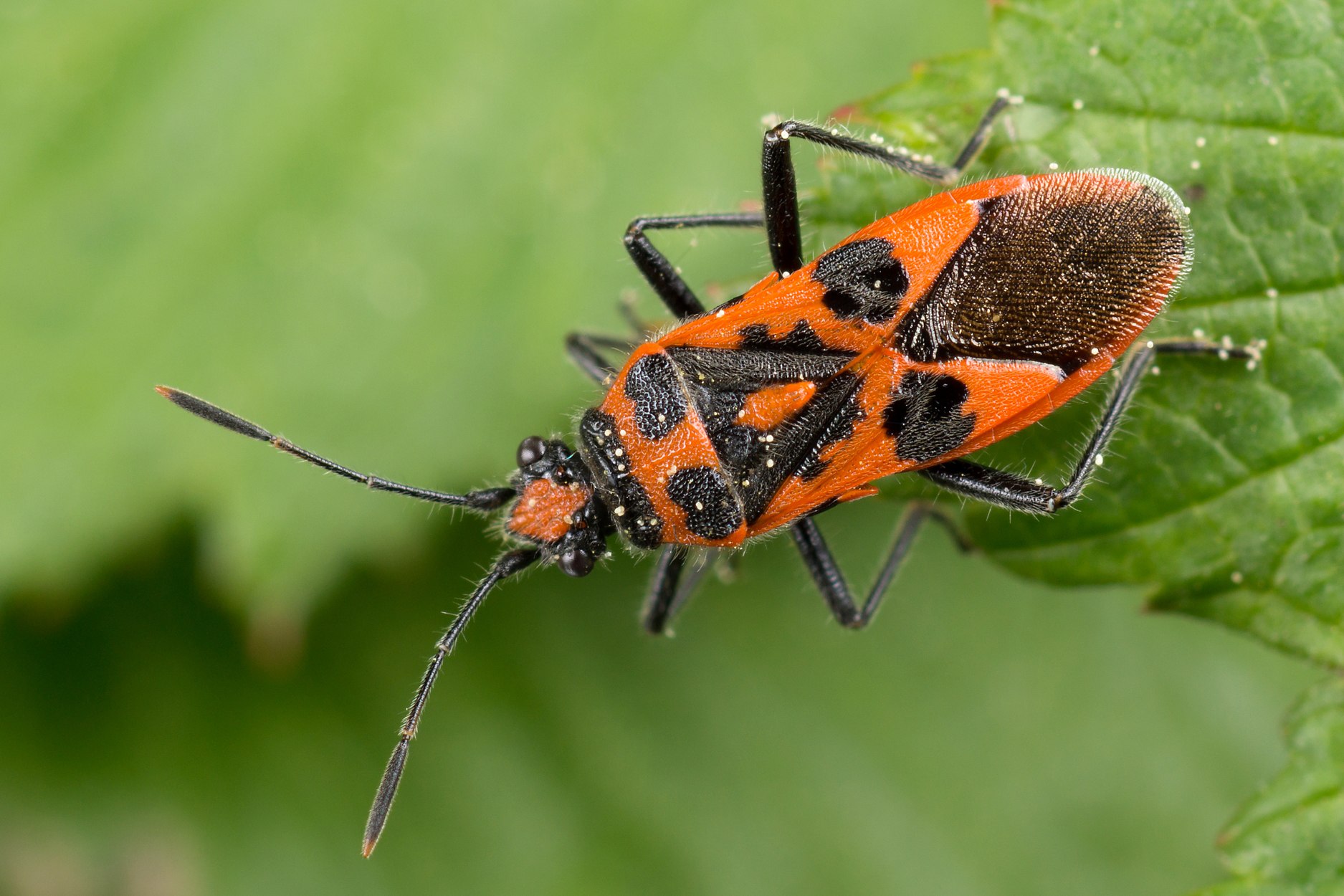 Corizus hyoscyami