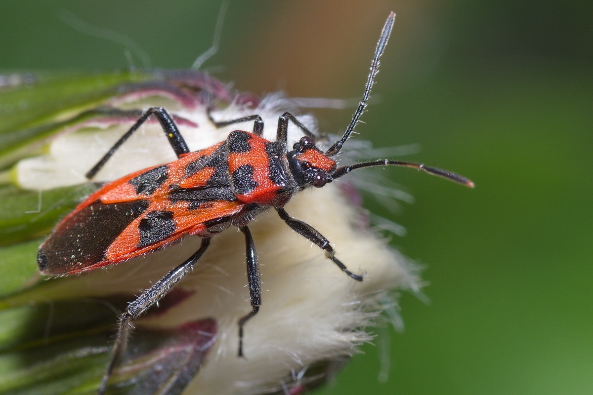 Corizus hyoscyami