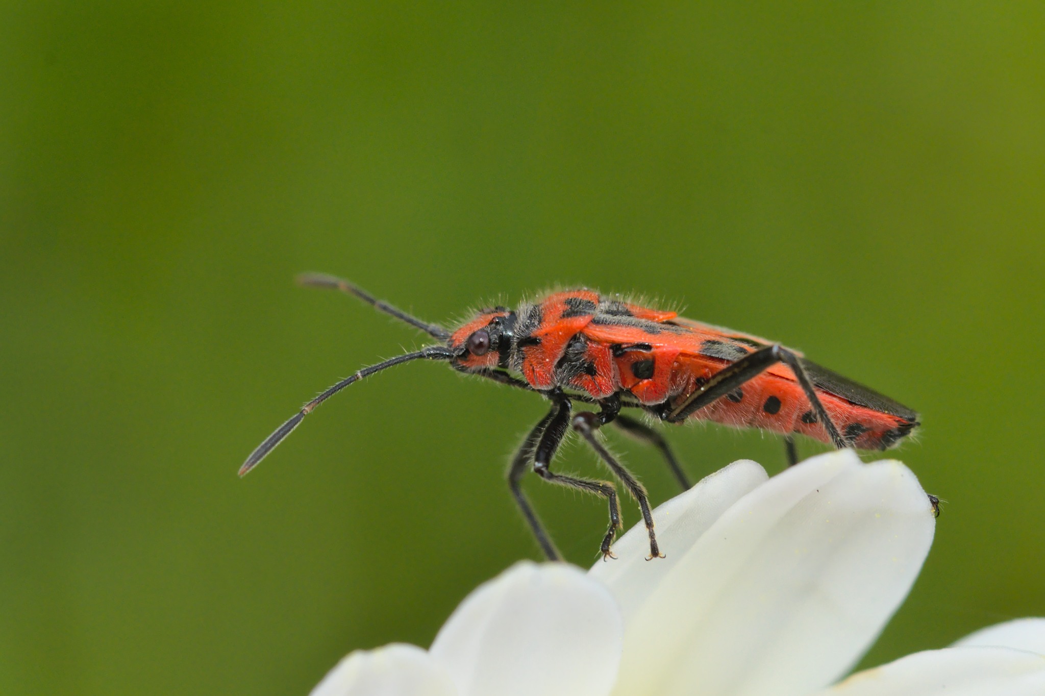 Corizus hyoscyami