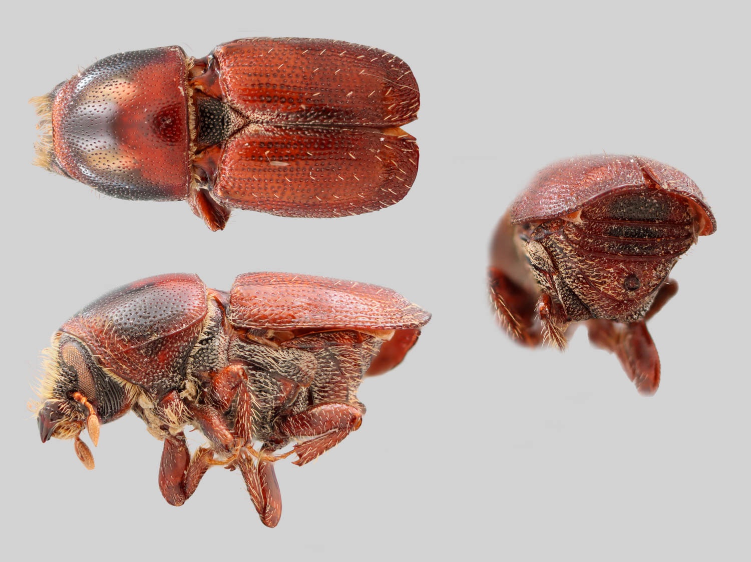 Scolytus schevyrewi