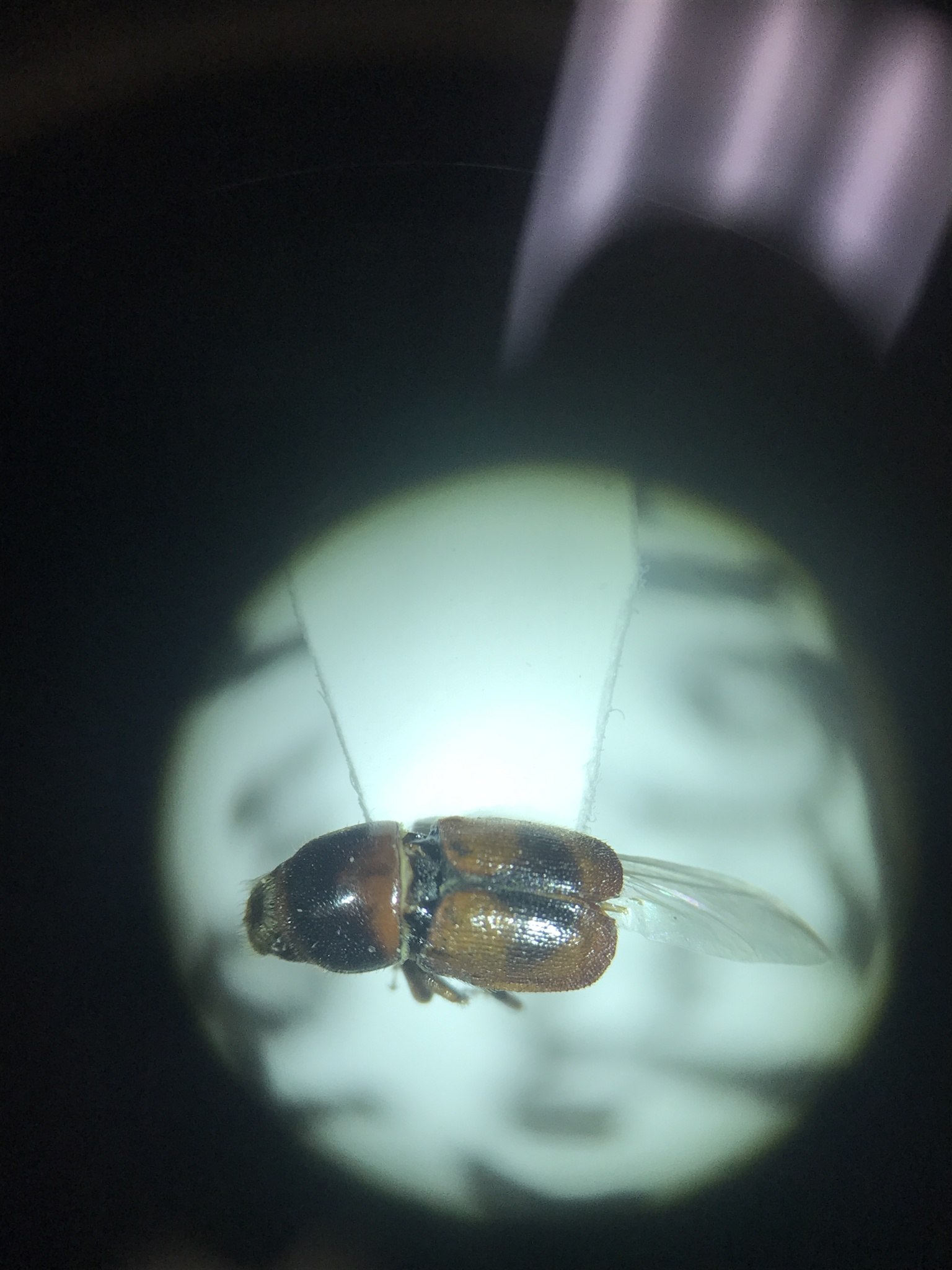 Scolytus schevyrewi