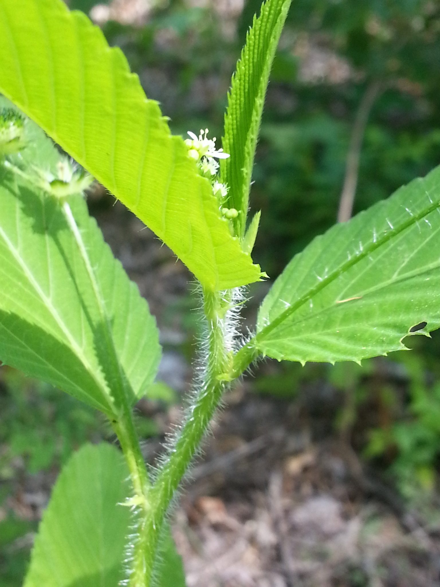 Caperonia palustris