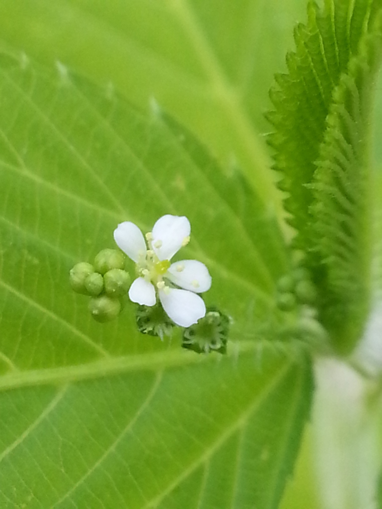 Caperonia palustris