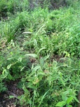 Caperonia palustris
