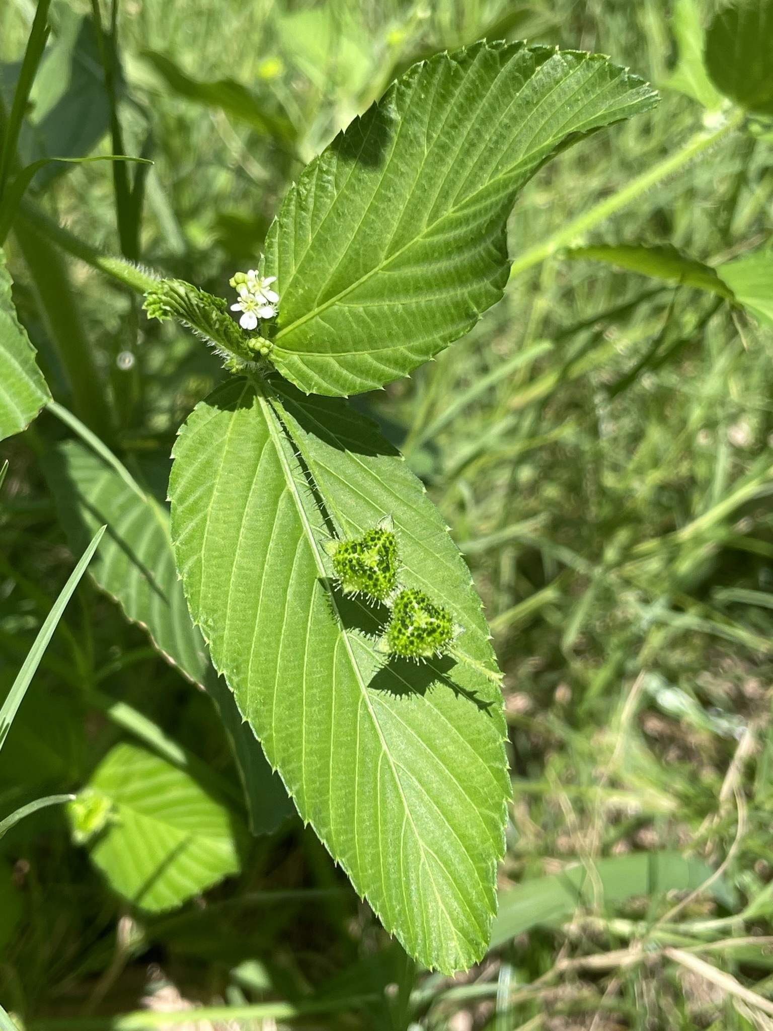 Caperonia palustris