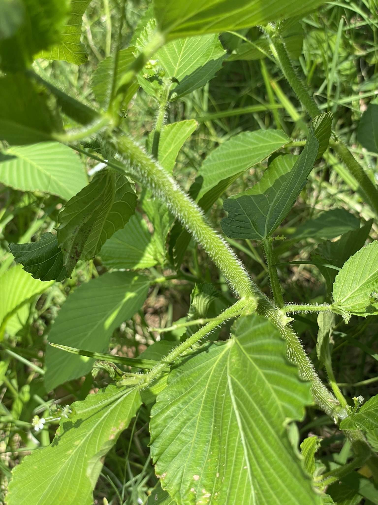 Caperonia palustris