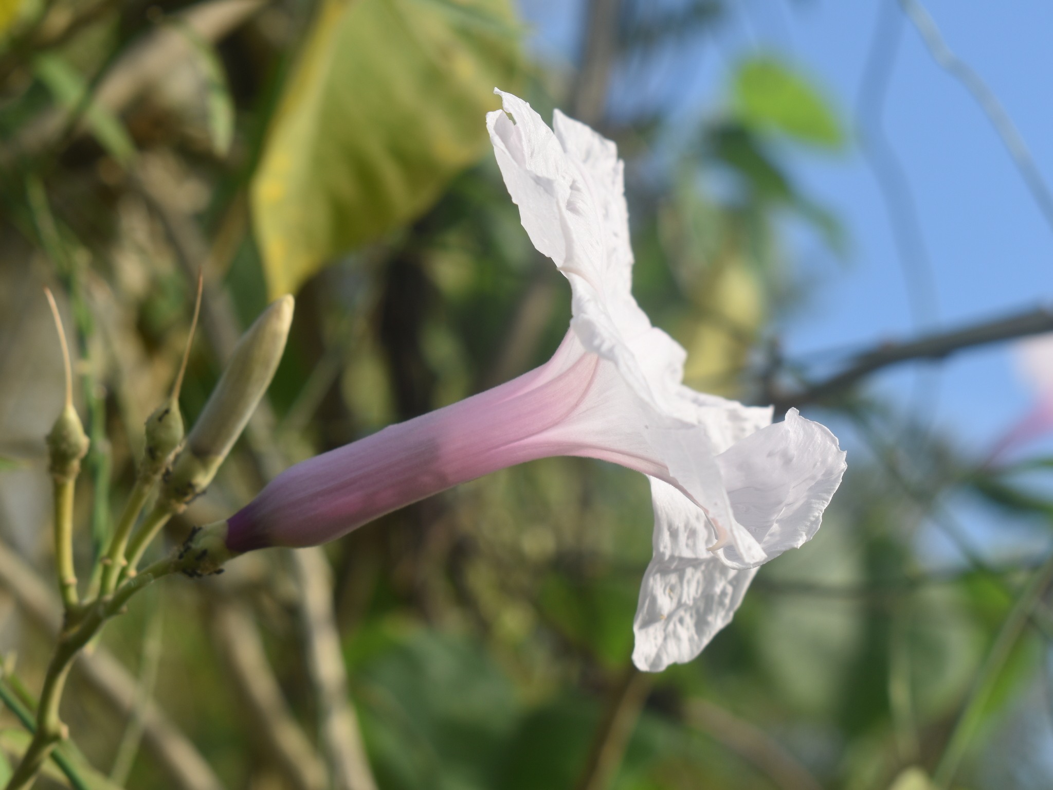 Ipomoea carnea