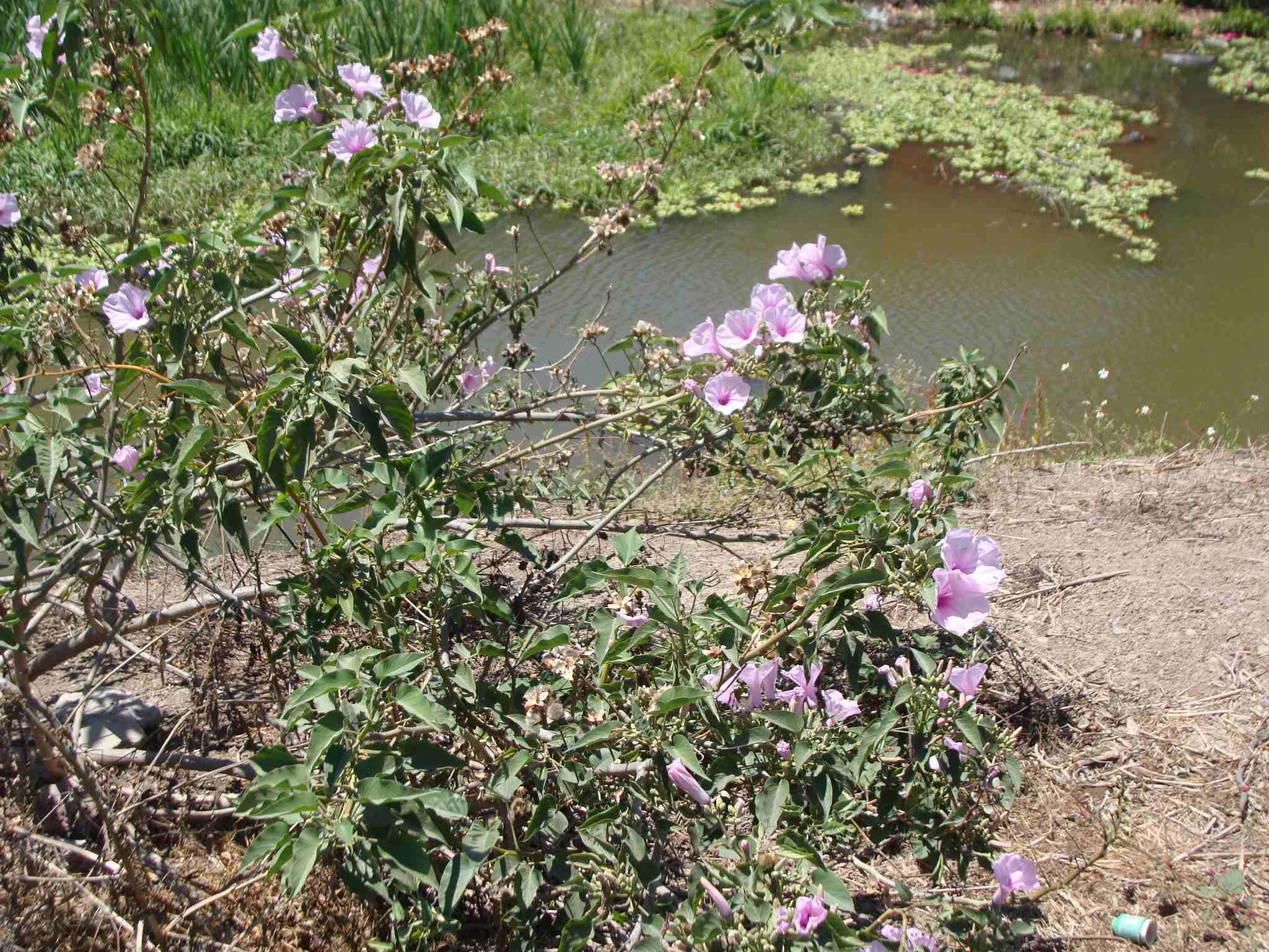 Ipomoea carnea