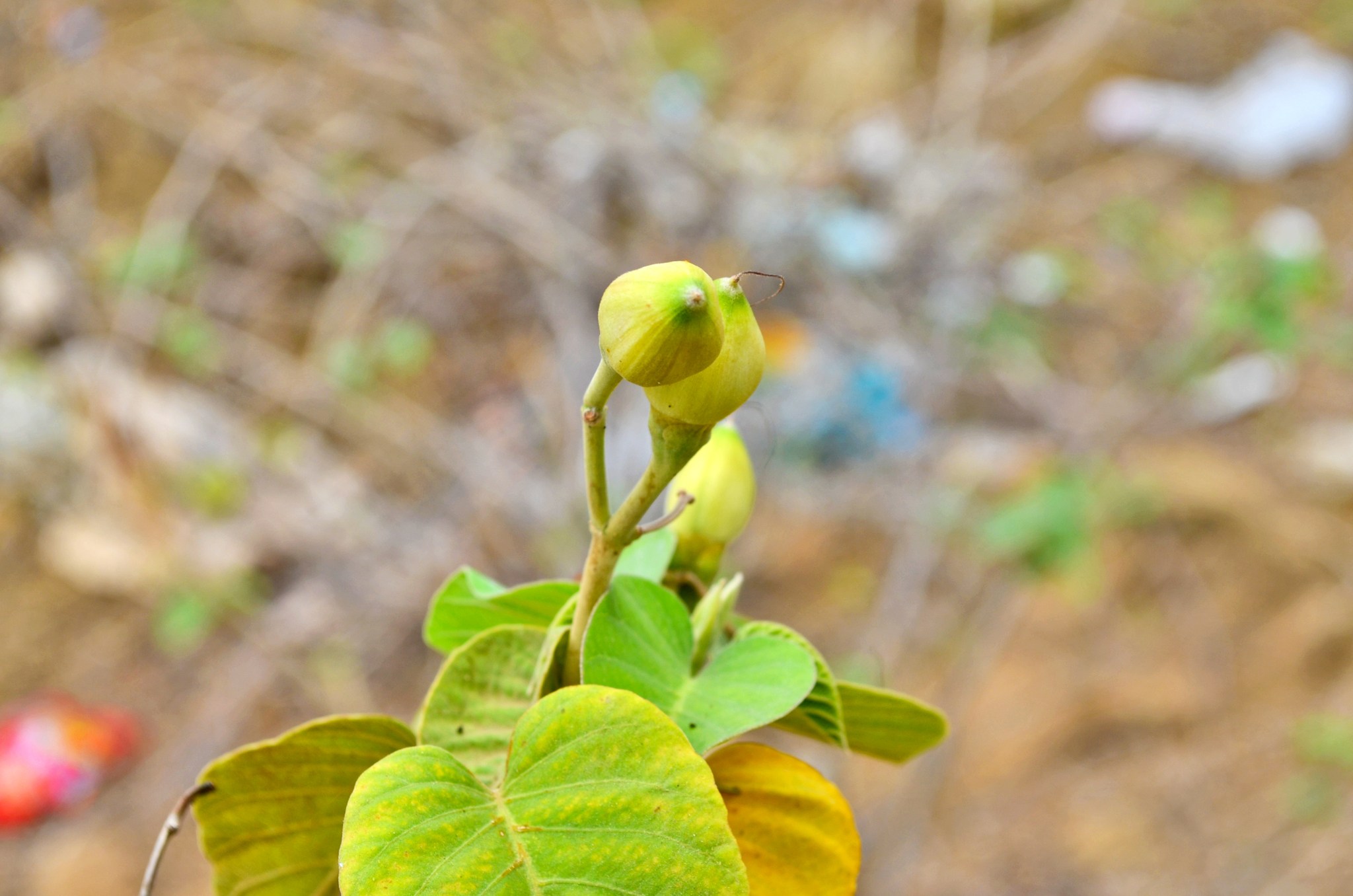 Ipomoea carnea