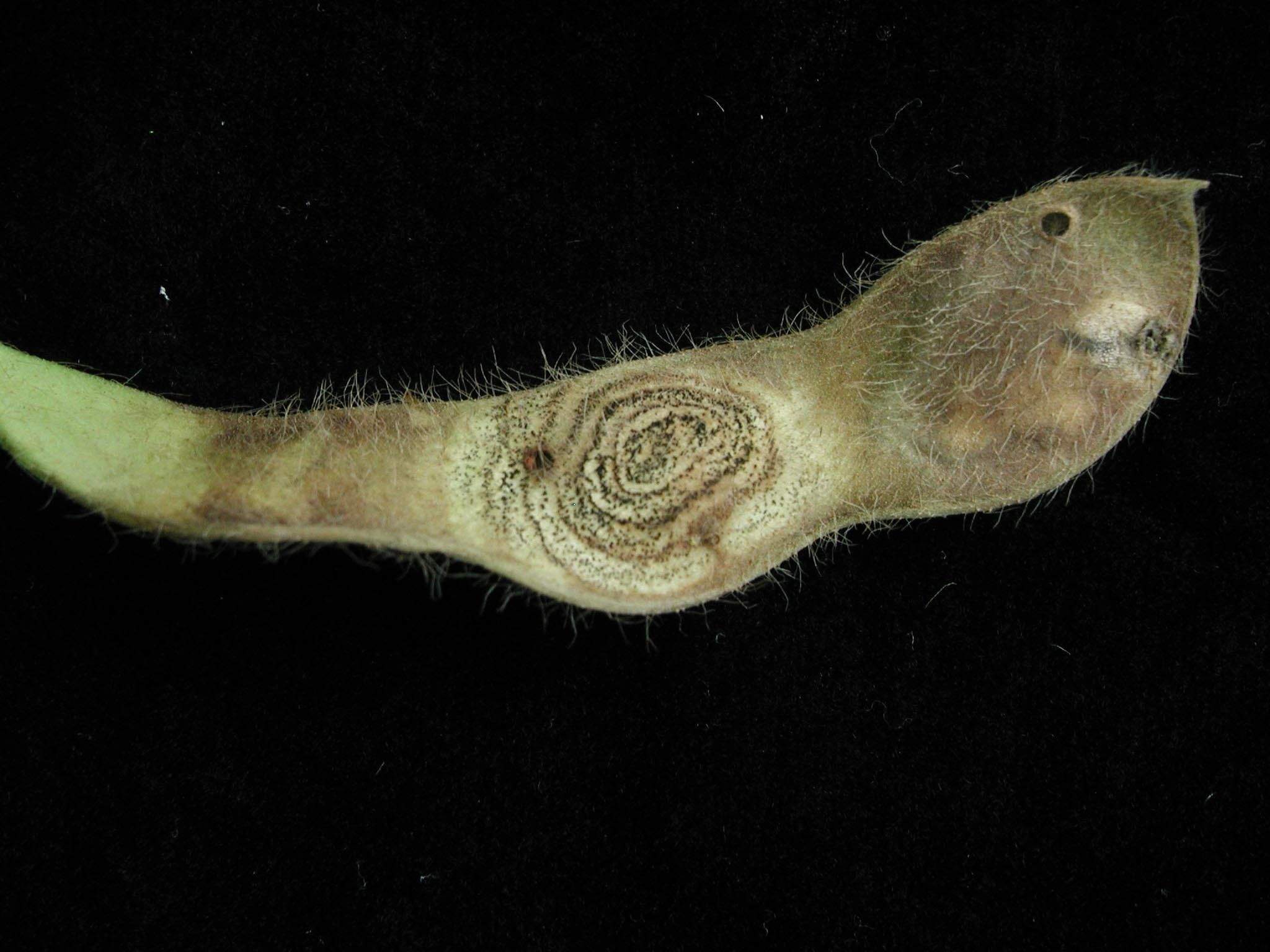 Colletotrichum truncatum