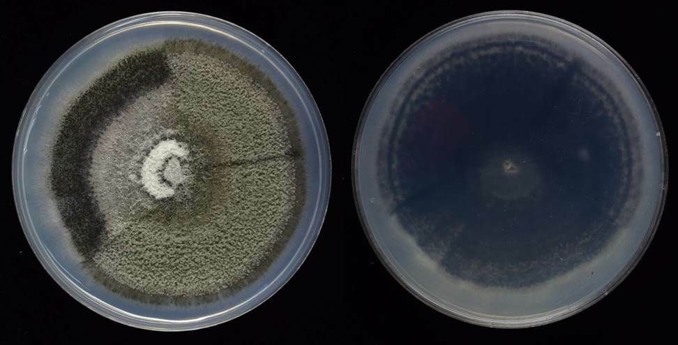 Colletotrichum truncatum
